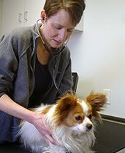 The Village Veterinarian image 9