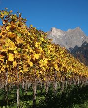 Weingut Jürg & Daniela Bild 4
