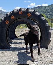 Dog Evasion 05 image 11