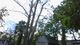 A Cut Above Tree Service Inc