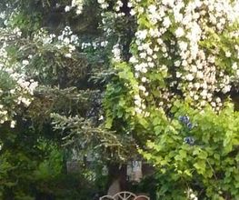 Bed and Breakfast "Im Röseligarten" Bild 5