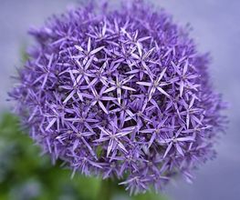 Hausmeisterservice & Gartenstyling Bild 12