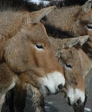 Zürcher Tierschutz Bild 8