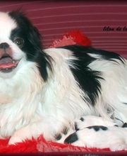 Sandrine Le Rest image 5