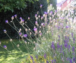 Gartenpflege Burgwedel von GreenFairway e.K.
