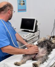 CLINICA VETERINARIA VILLALOBOS imagen 14