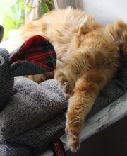 Village Canin le Grand l'Ilot image 11