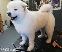 Chanadog image 1