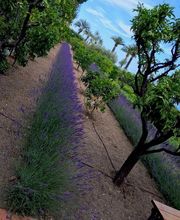 Lanza Jardins image 2