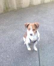 Hundebetreuung Oldies but Goldies Bild 19