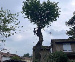 Modul'Arbre image 5