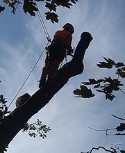 Haut Fil des branches image 10