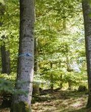 FriedWald Bad Laasphe Bild 2