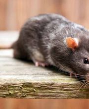 Punaises Nuisibles et Solutions image 9