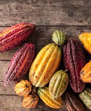 Maestrani Schweizer Schokoladen AG Bild 6