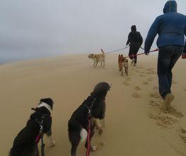 Chiens Zen image 17