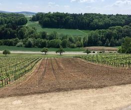 Weingut Alter Berg Bild 4