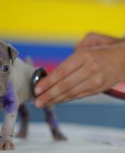 gallarza-centro-veterinario-cachorro-05.jpg