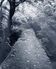 Beerdigungsinstitut Bürgin + Thoma Bild 3