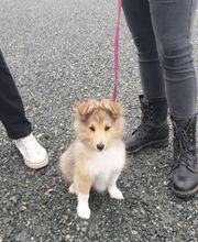 Amis Dogs 76 image 6