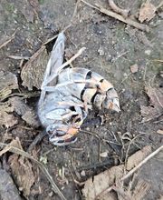 Tous Nuisibles Lorraine image 4