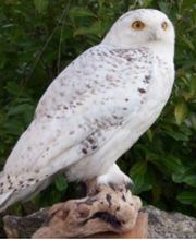 Aux Bécassiers image 1