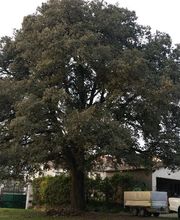 Dans Les Arbres image 3