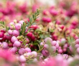 Blumen Seil Bild 3