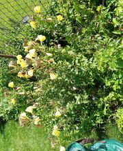 Hausmeisterdienst-Salzmann Bild 39