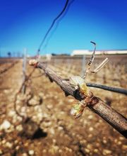 Champagne André Diligent et Fils image 4