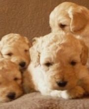 Pension De La Rosée Du Soleil image 20