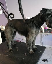 L'Espace Canin image 9