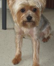 Com Chien Et Chat image 6