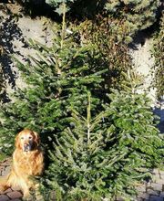 Oesch Fleurs & Jardins SA Bild 9