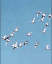 Hochzeitstauben Burlet Bild 8