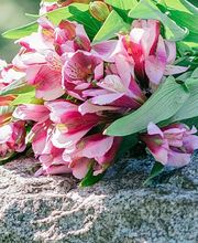 Blumen Grütter Bild 3