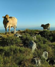 Cooperative Groupe d'Estives du Limon image 2