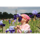 Bourdillon iris