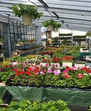 Gailleton Fleurs et Plantes image 3