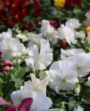 Breshear's Nursery & Greenhouse image 19