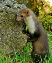 Désinsectetout image 6