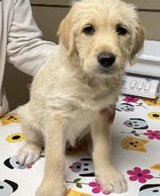 Apple Valley Veterinary Clinic image 7