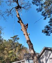 Hall's Tree Service image 3