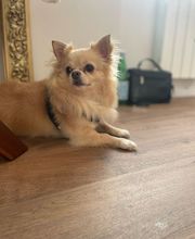 CHIC CANIN image 8