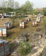 Le Rucher des Hautes Vosges image 16