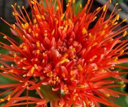 Blumen Meyer Bild 4
