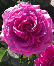 Rosiers d'Argens image 6