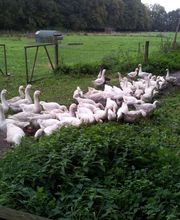 Der Hof Heilpädagogischer Bauernhof und Integrative Freizeitgestaltung e.V. Bild 1