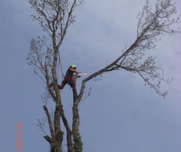 Arbres D'avenir image 6
