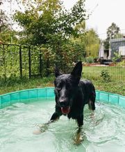 Wir haben auch einen Hundepool für die warmen Tage. Die Hunde lieben den.